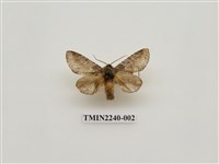 藏品(霧迴舟蛾)的圖片